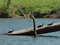 3 turtles in Shenandoah River