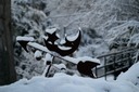 Snow Fun