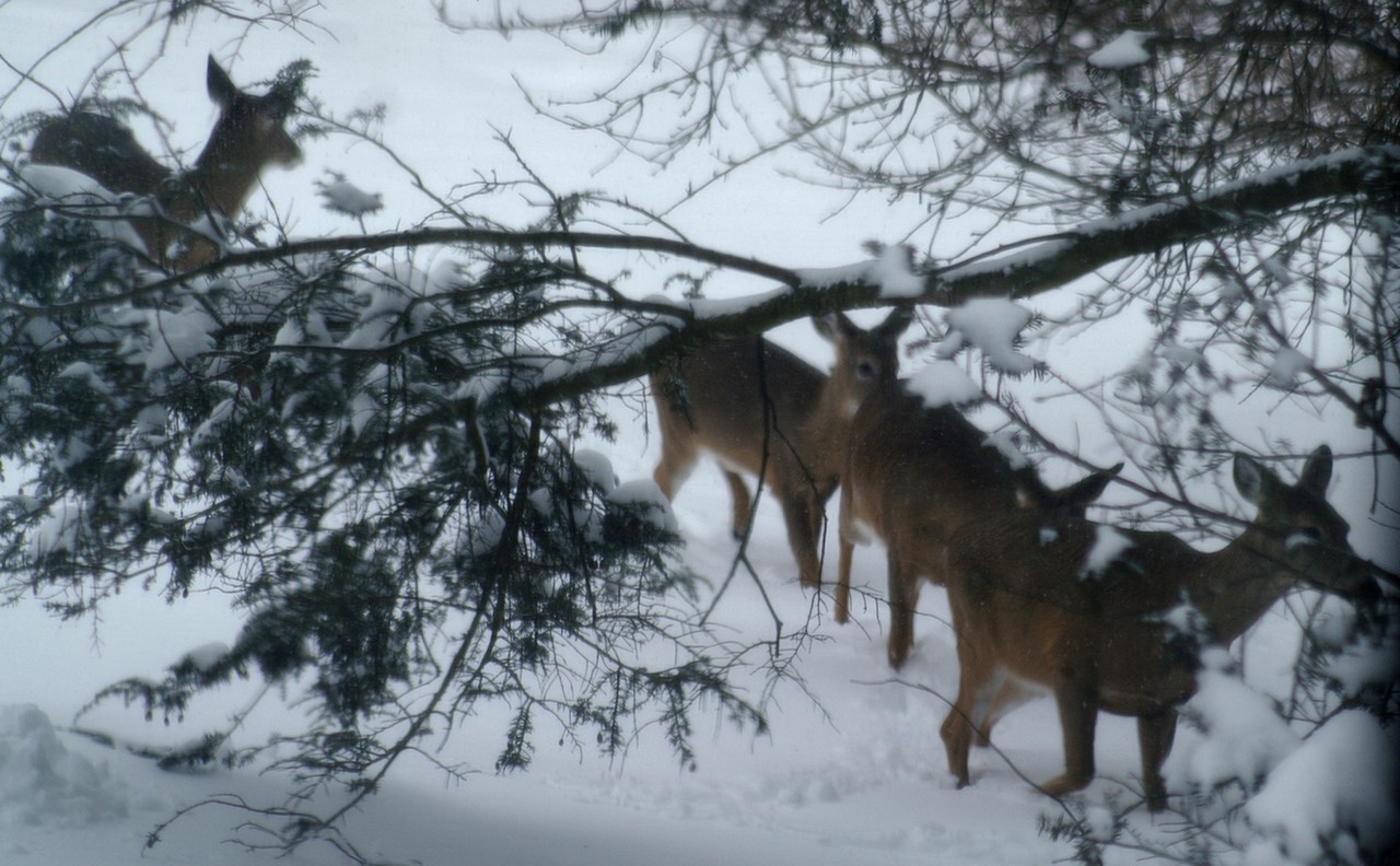 snowdeer