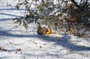 squirrel in snow